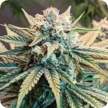 Sunset  Skunk  Autoflowering  Cannabis  Seeds